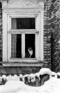 Fenster mit Katze